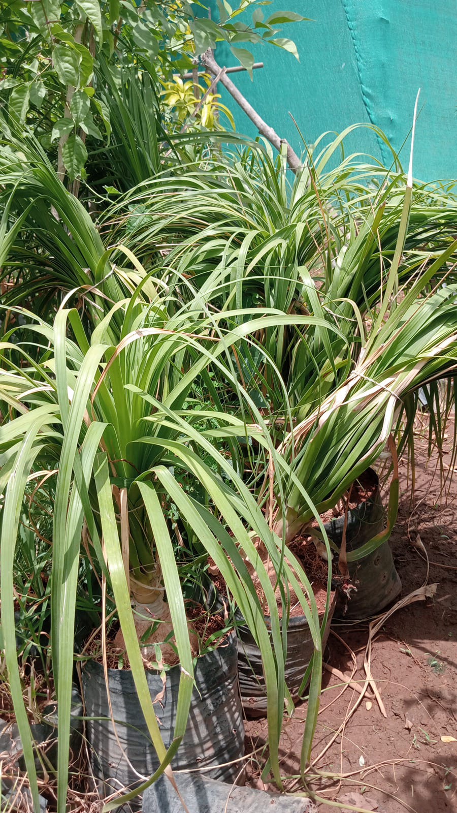 SPINDER PLANT